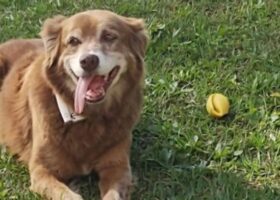 Loyal Dog’s Story Inspires New Brazil Law Allowing Pets To Be Buried With Their Owners